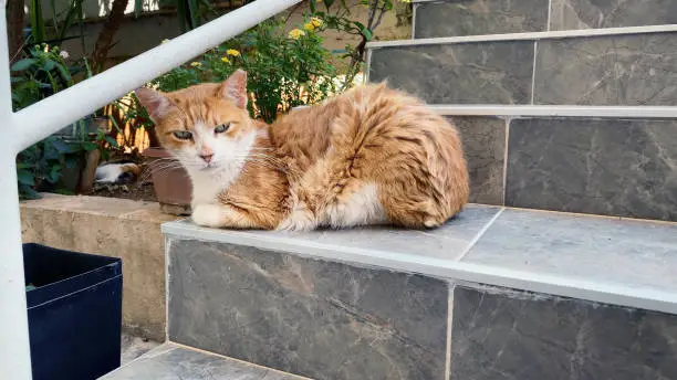 Ginger and white alley cat lies on the stairs. Stray cats in Turkey. Summer day, trees, mountains and blue sky on background
