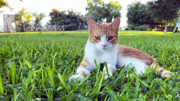Ginger and white alley cat lying on green grass and resting in public park. Stray cats in Turkey. Summer day, trees on background