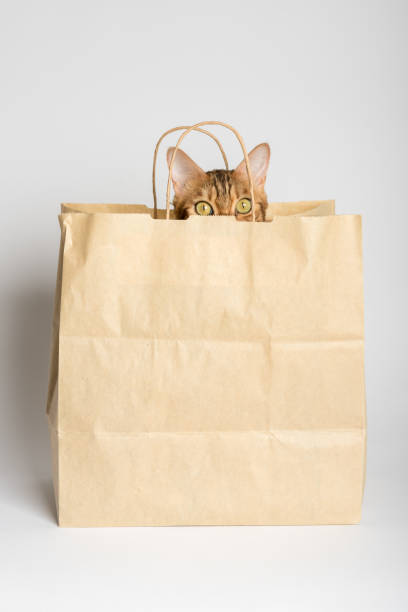 eine niedliche bengalkatze lugt aus einer papiertüte. weißer hintergrund. - green consumerism bag paper bag stock-fotos und bilder