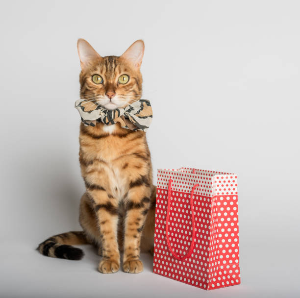 赤い買い物袋の近くのかわいいベンガル猫。 - domestic cat bag shopping gift ストックフォトと画像