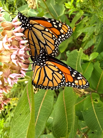 Pair of monarch butterflies feed on milkweed in the upper peninsula of Michigan near pictured rocks national lake shore. Milkweed availability is essential to the survival of this now threatened colorful insect.