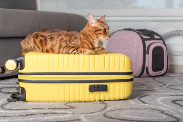 istock Cute bengal cat, suitcase and pet carrier indoors. 1411834816