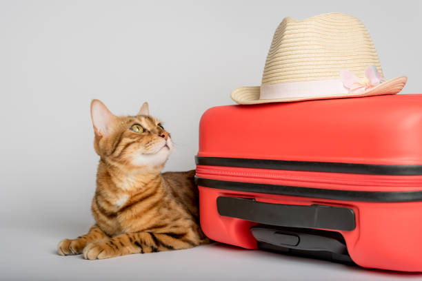 istock Cute cat, suitcase and hat on a white background. 1411834818