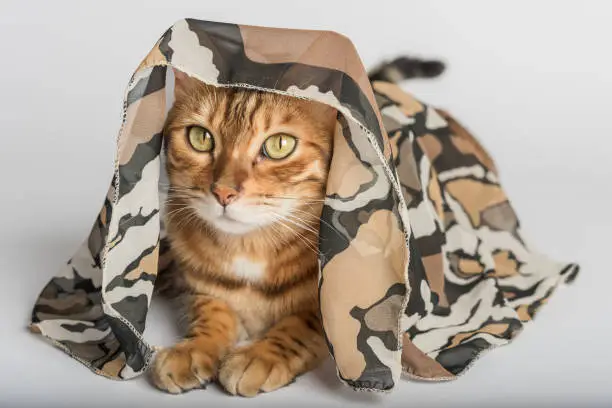 Bengal cat covered with a silk scarf on a white background.