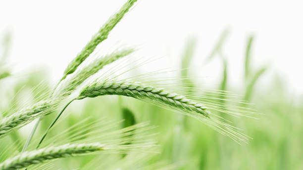春夏の畑の若い緑の小麦の新鮮な若い耳のマクロクローズアップ。 - field landscape green wheat ストックフォトと画像