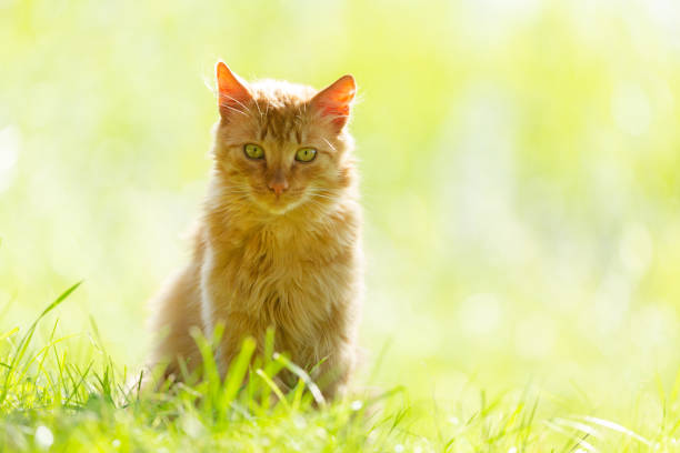 istock Fluffy red cat sitting on the grass 1411835608