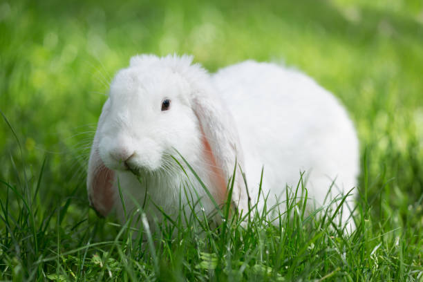 istock Little cute rabbit sitting on the grass. White bunny on green background 1411835621