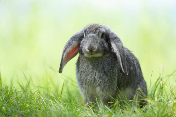 istock Little cute rabbit sitting on the grass. Grey bunny on green background 1411835629
