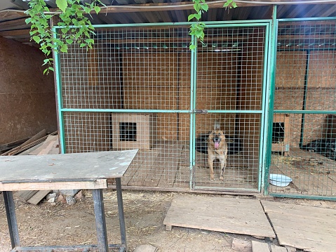 Dog in cage. Dos shelter