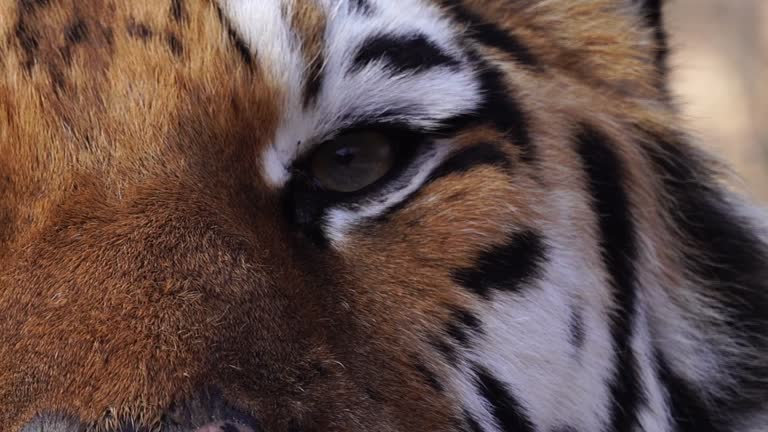 60+ Free Tiger & Animal Videos, HD & 4K Clips - Pixabay 60+ Free Tiger & Animal Videos, HD & 4K Clips - Pixabay