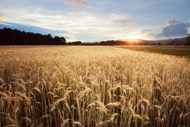 Wheat field with beautiful clouds in sunset.