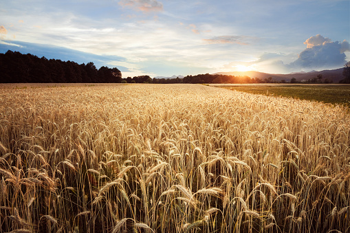 Golden wheat field in sunset. Cultivation of cereal crops.