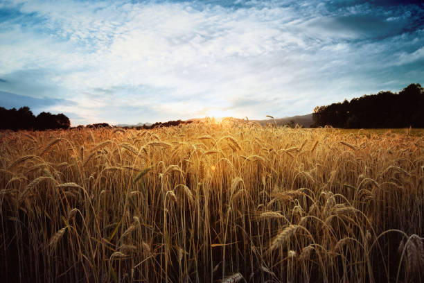 istock Wheat field with beautiful clouds in sunset. 1411838866