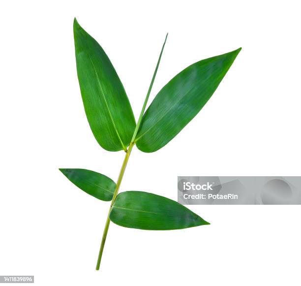 Bamboo Leaves Isolated On White Stock Photo - Download Image Now - Bamboo - Material, Bamboo - Plant, Botany