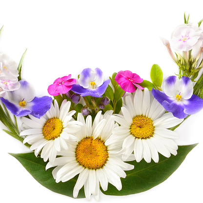 Floral pattern of daisies, phlox, violets isolated on white background. Free space for text.