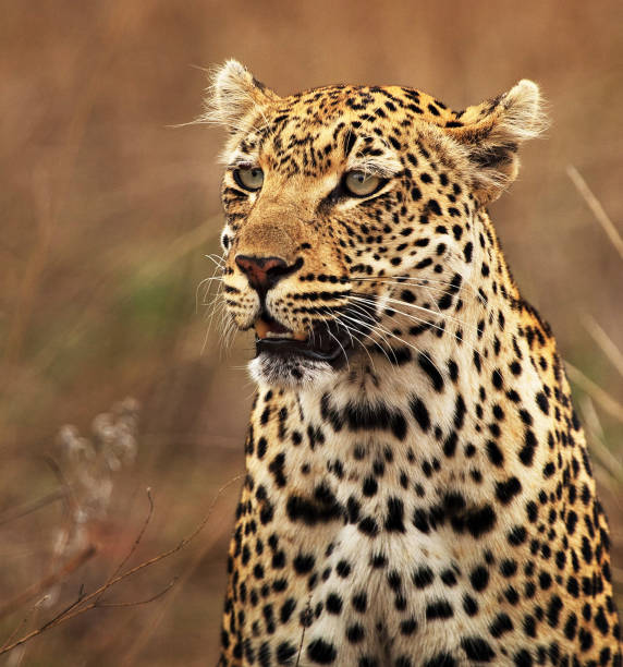 creative timbavati wildlife bilder - kruger national park national park southern africa africa stock-fotos und bilder