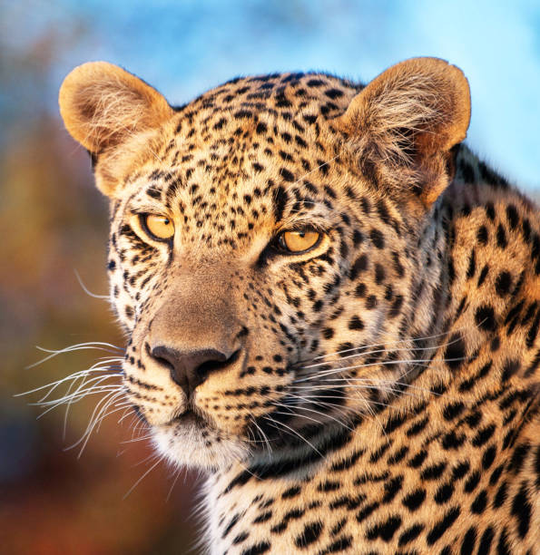 istock Creative Timbavati Wildlife pictures 1411840213