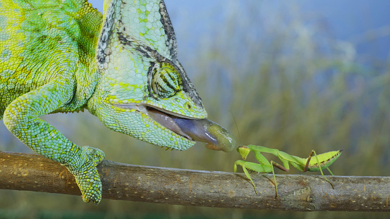 Close up of Veiled chameleon hunts on praying mantis. Veiled chameleon, Cone-head chameleon or Yemen chameleon