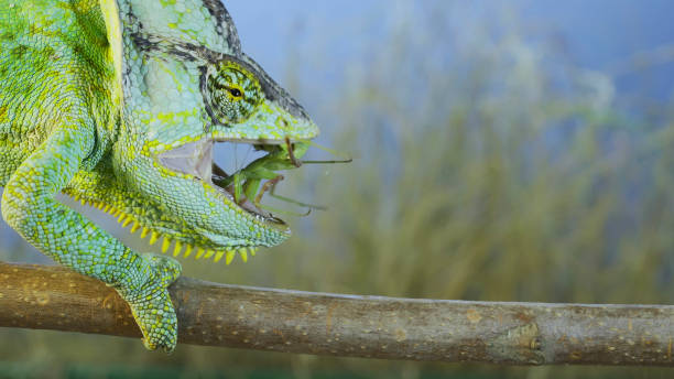 istock Close up of Veiled chameleon eats a praying mantis. Veiled chameleon, Cone-head chameleon or Yemen chameleon (Chamaeleo calyptratus) 1411842123