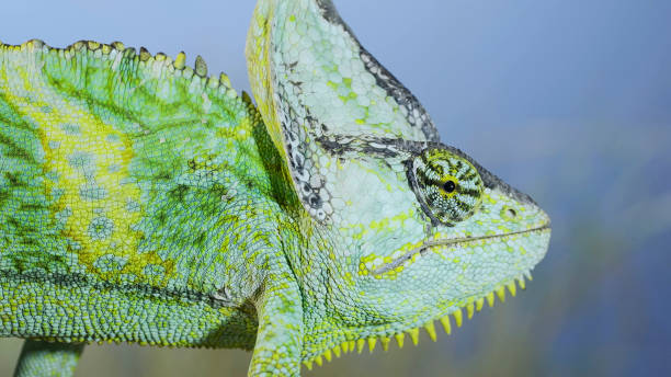 istock Close up of Veiled chameleon on blue sky background. Veiled chameleon, Cone-head chameleon or Yemen chameleon (Chamaeleo calyptratus) 1411842134