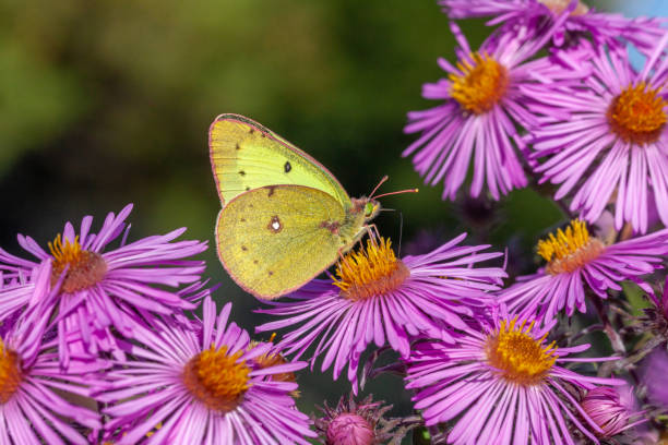 istock Common Sulphur, (Colias philodice), Clover coliade, aster. 1411842898