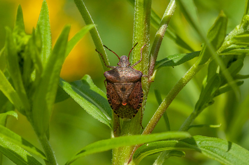 A Dusky Stink Bug camouflaged in green plant stems.