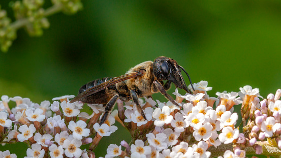 Giant resin bee or Sculptured resin bee, (Megachile sculpturalis), Megachilidae, Abeille résinière géante.