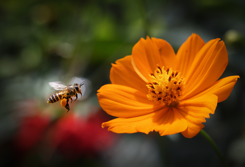 Flying honey bee collecting pollen at orange flower. This photo was taken from Bangladesh.