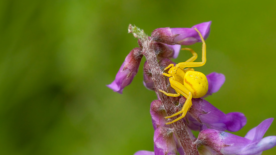 A Goldenrod crab spider camouflages itself on a clover flower while waiting for prey.