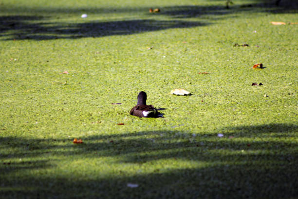 Bird in the park with head movements