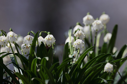 Leucojum vernum, called the spring snowflake  Swabian Alps  Germany