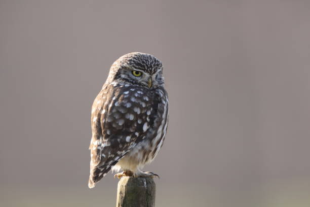 istock Little owl , athene noctua, Germany 1411844389