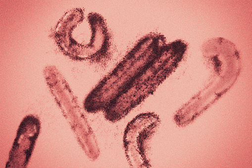 Virus de Marburgo photo