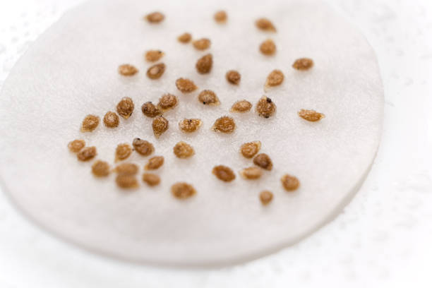 istock Growing tomatoes from seeds, step by step. Step 1 - soaking in water on a cotton pad 1411845851