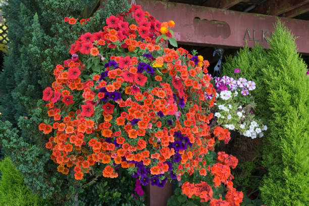 istock Orange Flowers Hanging Basket 2 1411845916