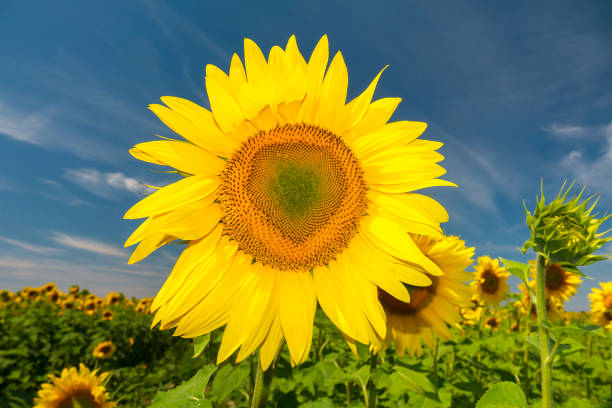 istock Big yellow sunflower head. 1411846248