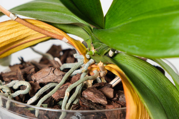 istock Dried orchid roots and yellowed leaves, on a white background 1411846533