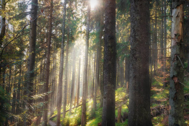 istock Fairy autumn forest in the mountains. Beautiful nature landscape. 1411846545