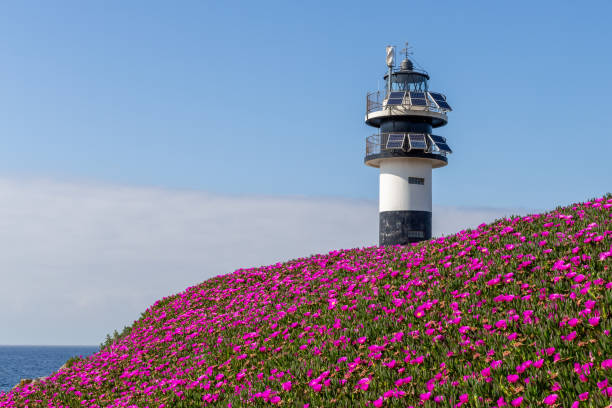 leuchtturm umgeben von wunderschönen blumen - pacific ocean coastline rain california stock-fotos und bilder