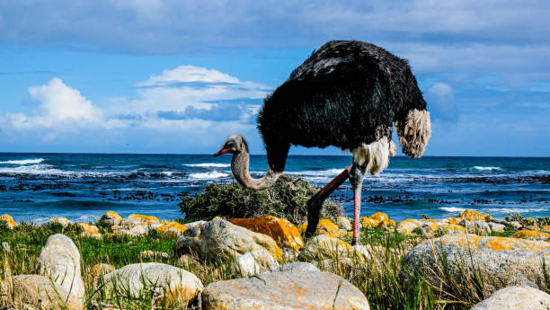 avestruz negro - península del cabo fotografías e imágenes de stock
