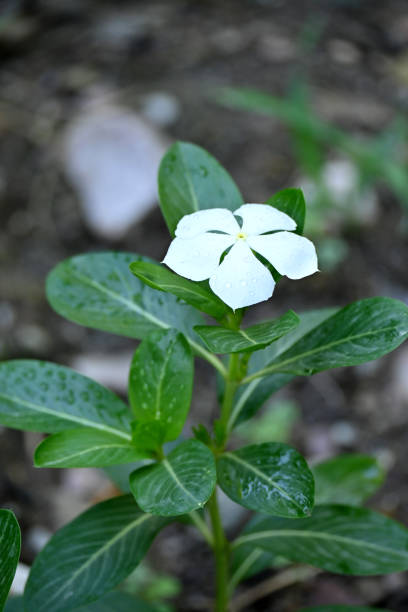 closeup the white medicinal leukemia flower with plant and leaves in the garden soft focus natural green brown background. - oregano freshness herb brown imagens e fotografias de stock