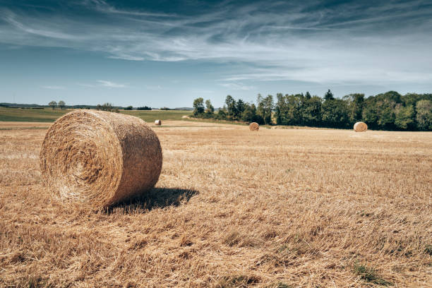 istock hay bale in provence 1411850309
