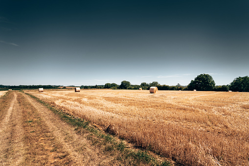 Majestic yellow field with round hay bales at twilight glowing by sunlight. Dramatic and picturesque morning scene. Location place Ukraine, Europe. Beauty world. Instagram toning effect.