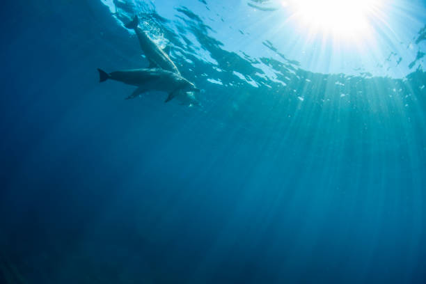 istock Underwater shot of two dolphins 1411850460