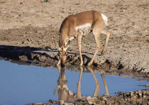 istock Pronghorn Antelope Doe Reflected in a Desert Waterhole 1411851255