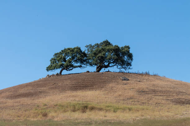 2 live oaks on top of hill stock photo