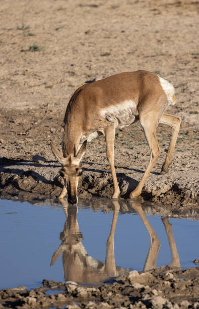 istock Pronghorn Antelope Doe Reflected in a Desert Waterhole 1411851853