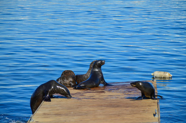 istock Cape fur seal family in V&A waterfront 1411851871