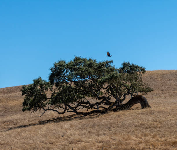 Live oak on side blue sky stock photo