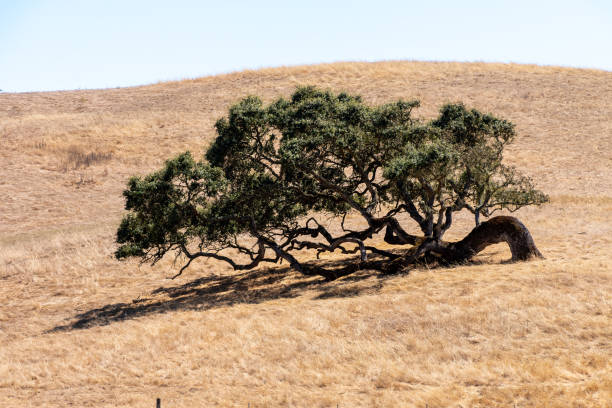 Oak tree leaning on side hill background stock photo